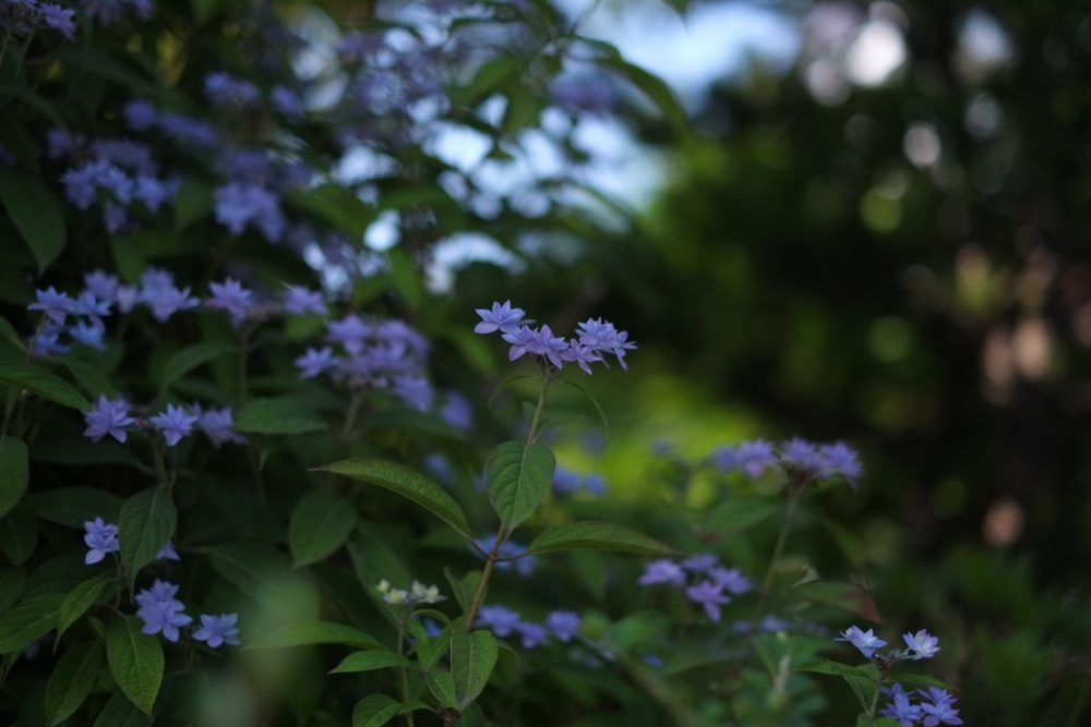 f:id:elmikamino:20140703154554j:image:w500