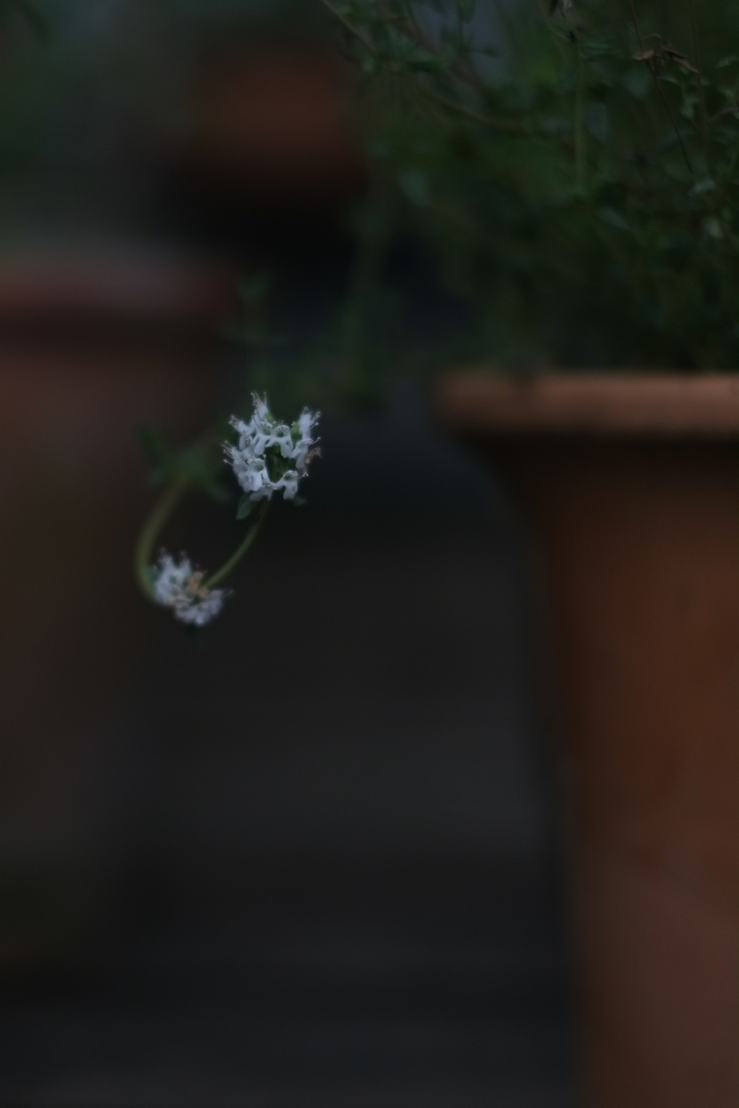 f:id:elmikamino:20140704184638j:image:h500