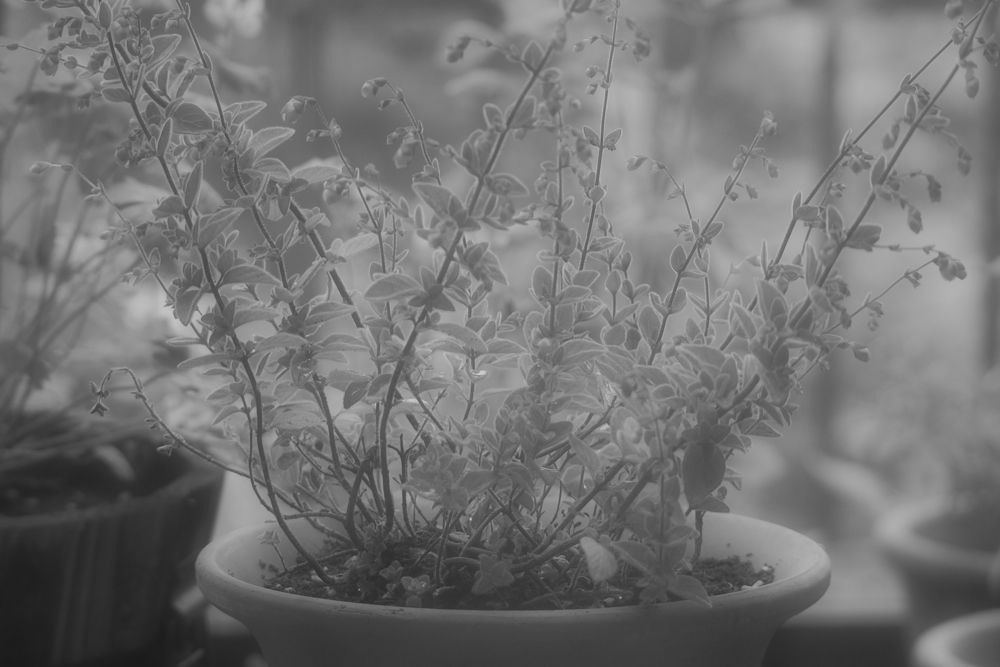 f:id:elmikamino:20140705111256j:image:w500