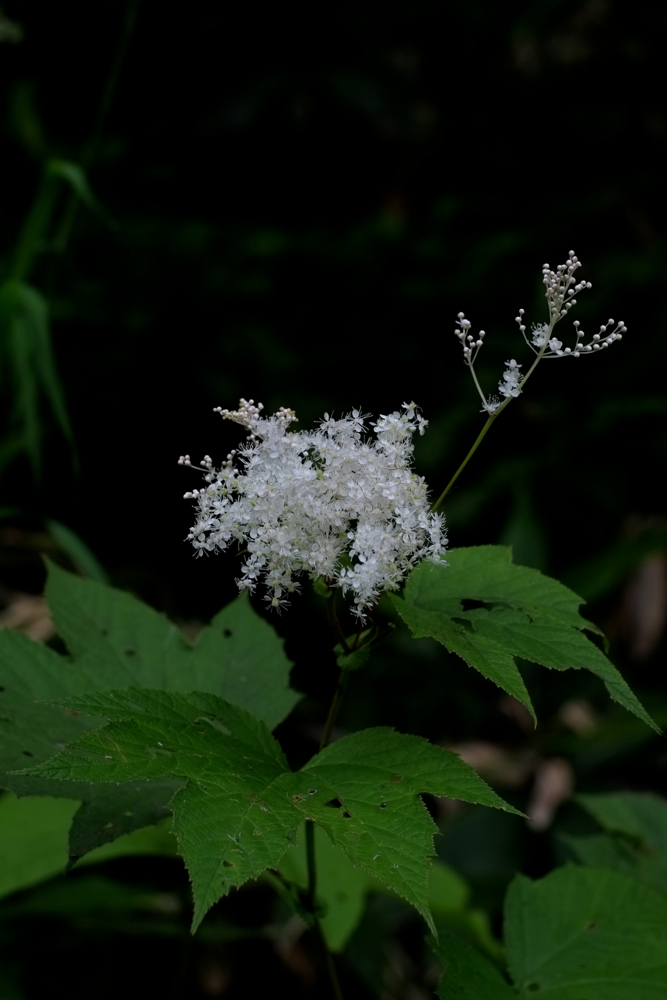 f:id:elmikamino:20140705132053j:image:h500