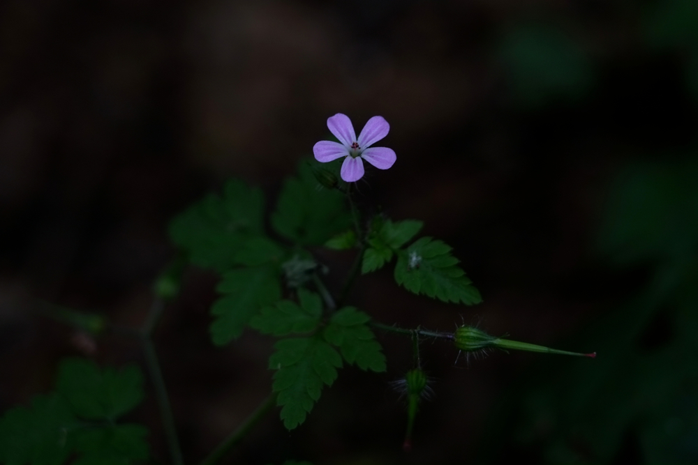 f:id:elmikamino:20140705132908j:image:w500