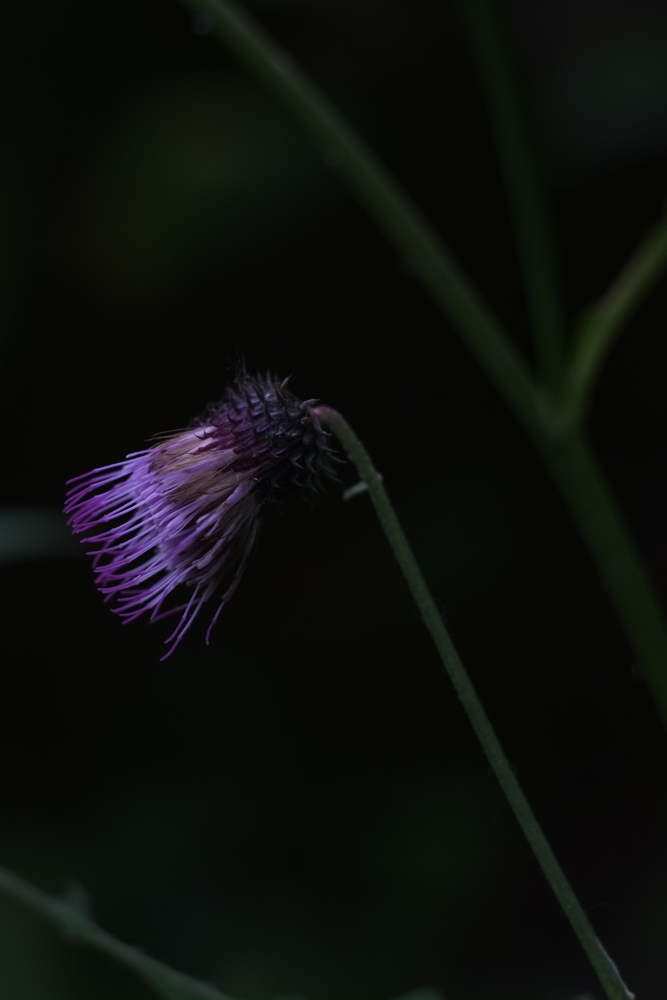 f:id:elmikamino:20140705133109j:image:h500