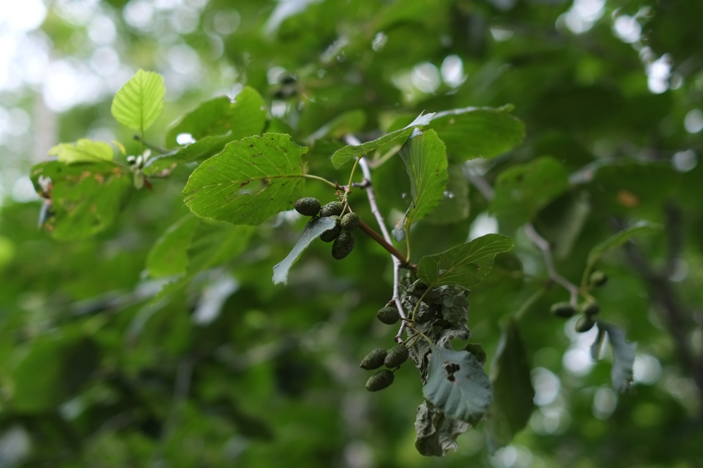 f:id:elmikamino:20140705133213j:image:w500