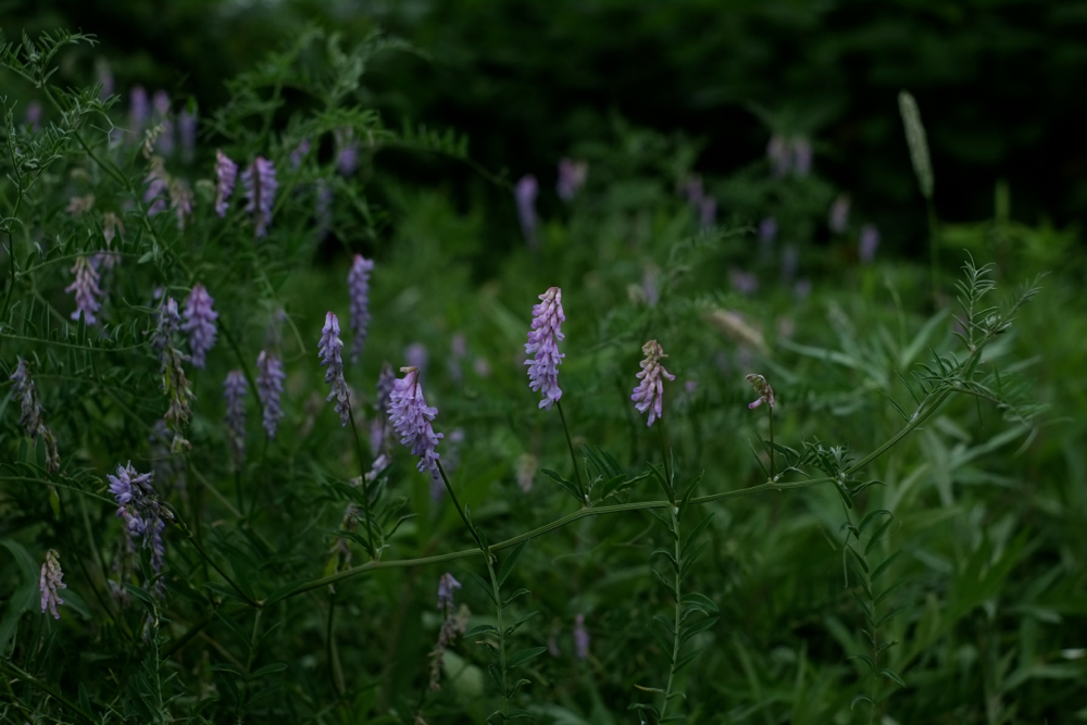 f:id:elmikamino:20140705133438j:image:w500