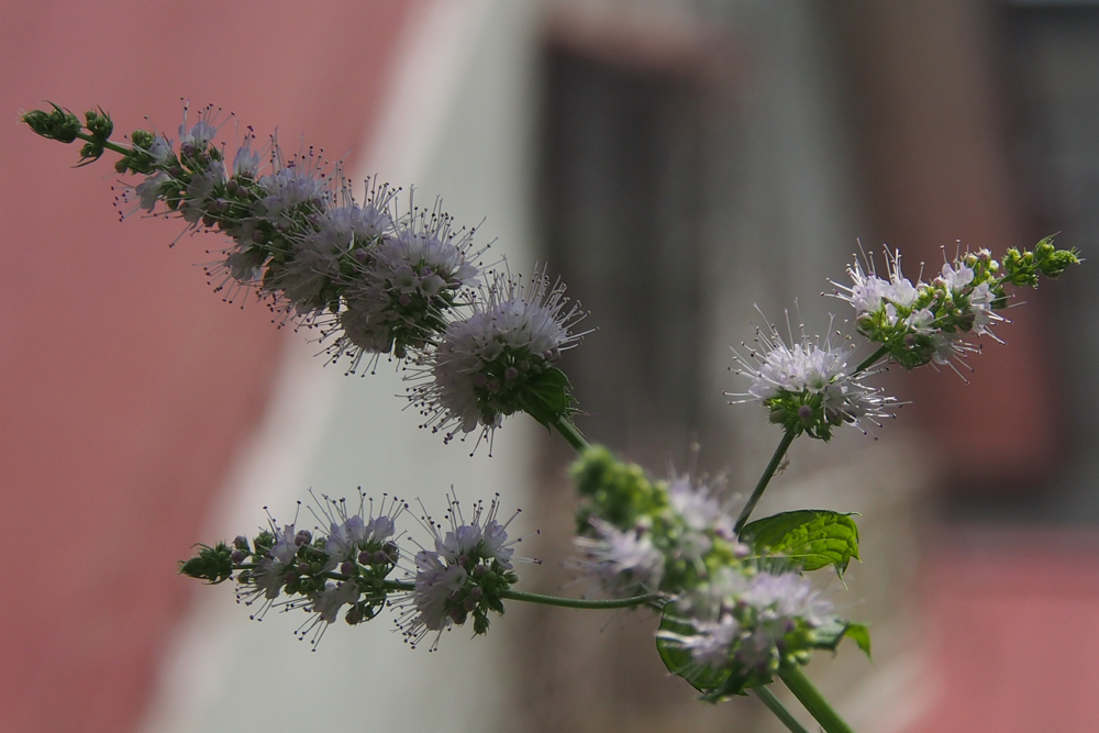 f:id:elmikamino:20140711093800j:image:w500