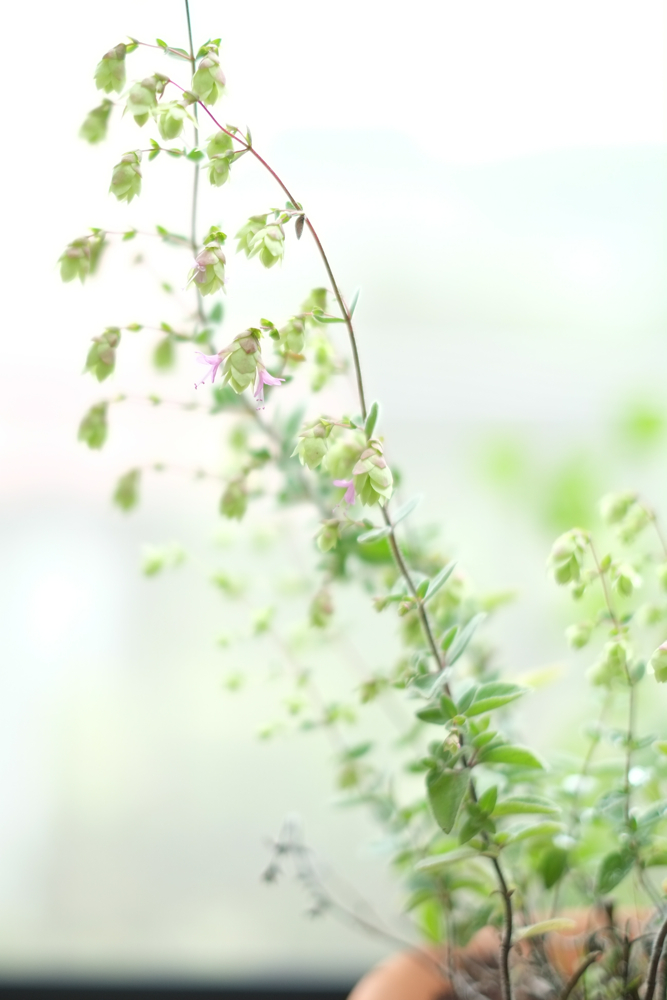 f:id:elmikamino:20140712093854j:image:h500