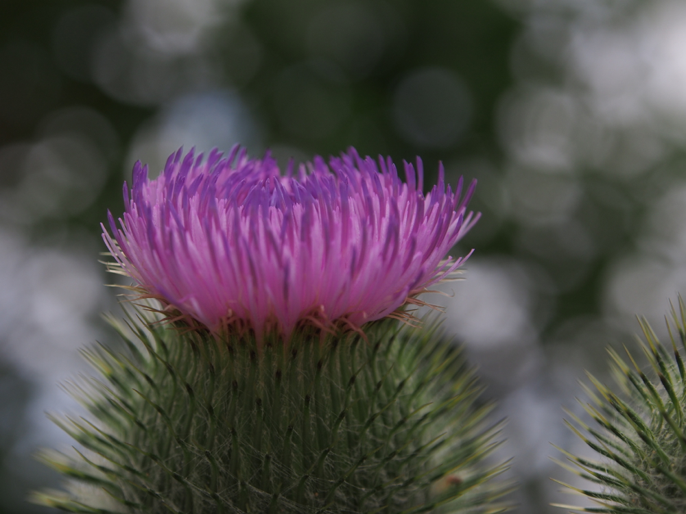f:id:elmikamino:20140712100201j:image:w500