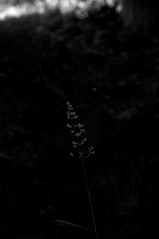 f:id:elmikamino:20140715072826j:image:h500