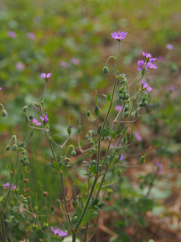 f:id:elmikamino:20140717101555j:image:h400
