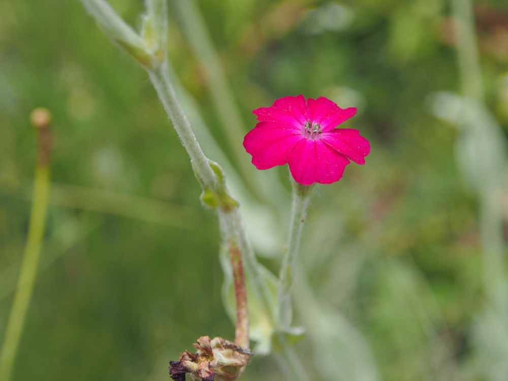 f:id:elmikamino:20140717101706j:image:w400