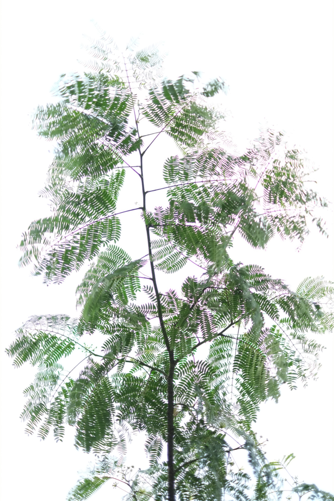 f:id:elmikamino:20140717170946j:image:h500