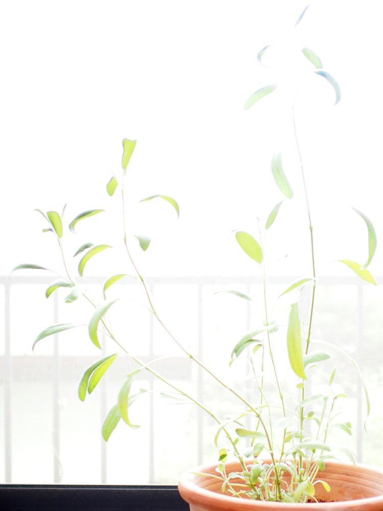 f:id:elmikamino:20140720112141j:image:h500