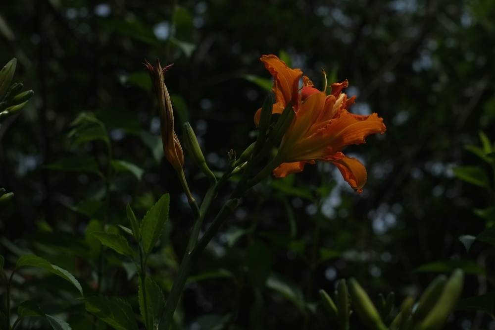 f:id:elmikamino:20140722101953j:image:w500