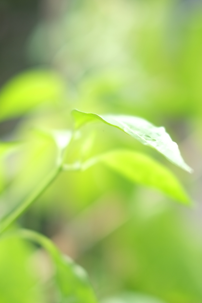 f:id:elmikamino:20140722102912j:image:h500