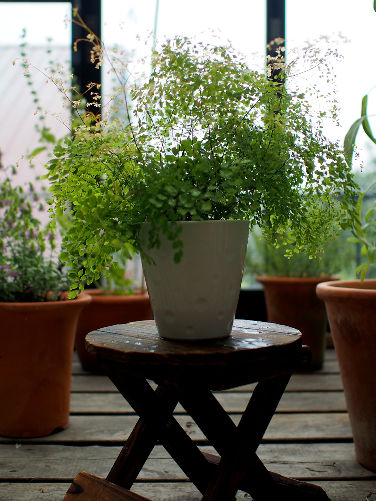 f:id:elmikamino:20140727162438j:image:h500