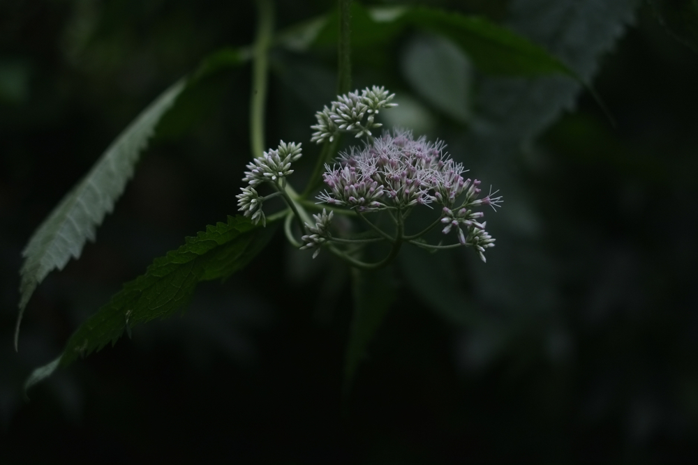 f:id:elmikamino:20140729083719j:image:w500