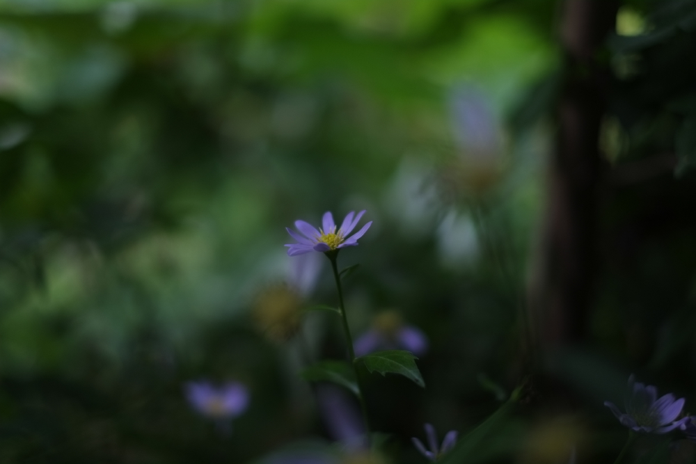 f:id:elmikamino:20140729083953j:image:w500