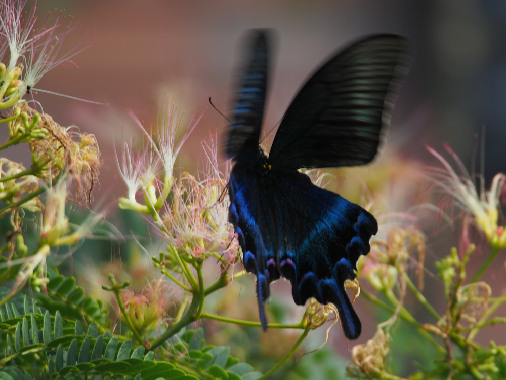 f:id:elmikamino:20140730082921j:image:w500