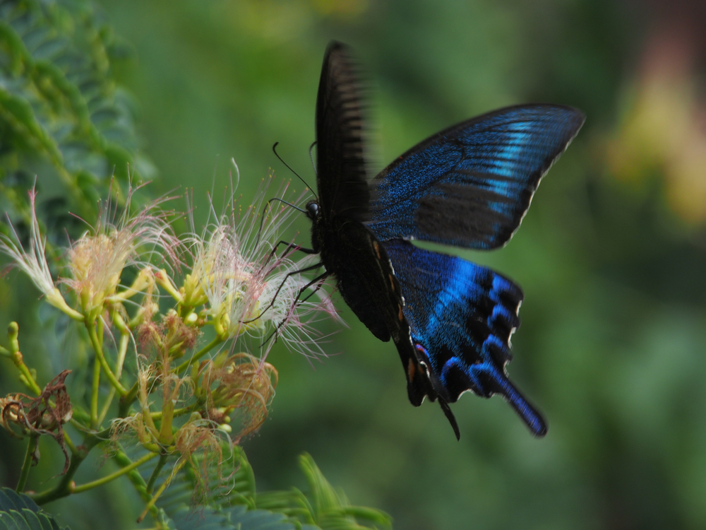 f:id:elmikamino:20140730082927j:image:w500