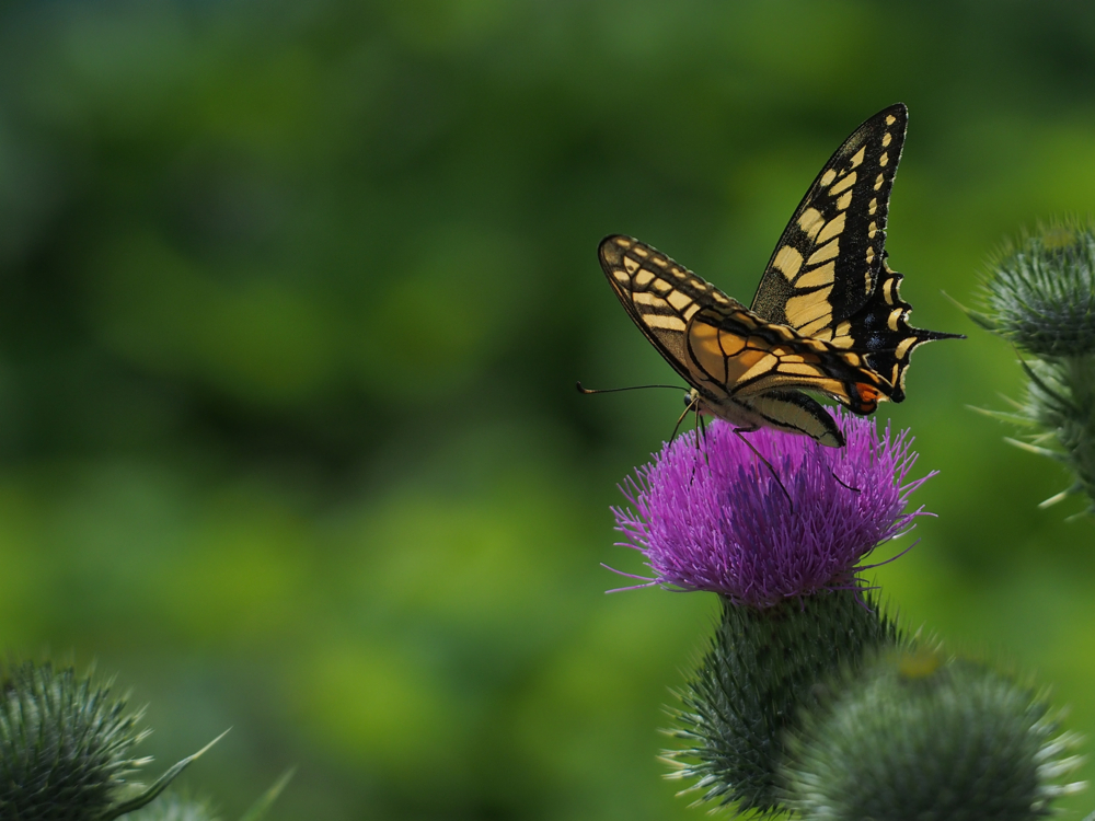 f:id:elmikamino:20140803085211j:image:w500