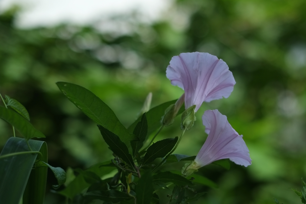 f:id:elmikamino:20140803101438j:image:w500