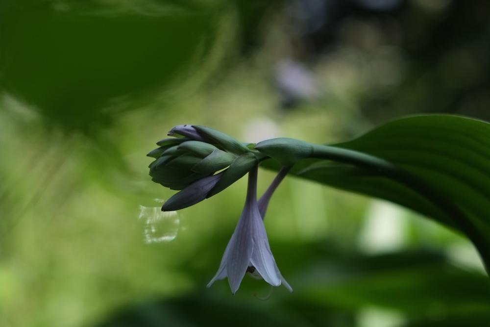 f:id:elmikamino:20140803101615j:image:w500