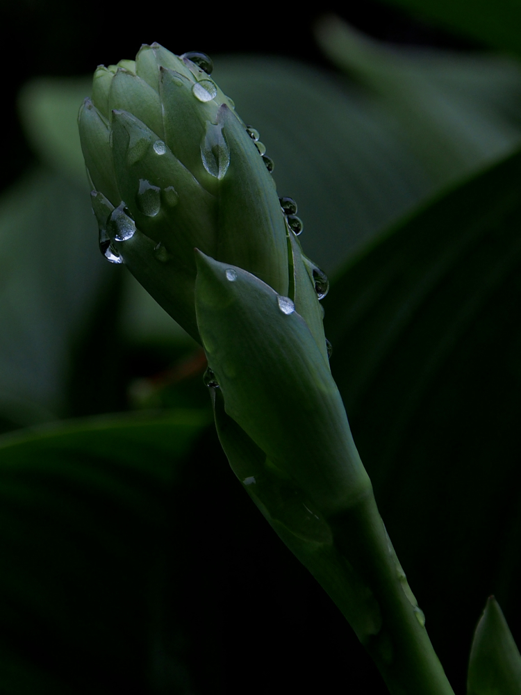f:id:elmikamino:20140806080506j:image:w333