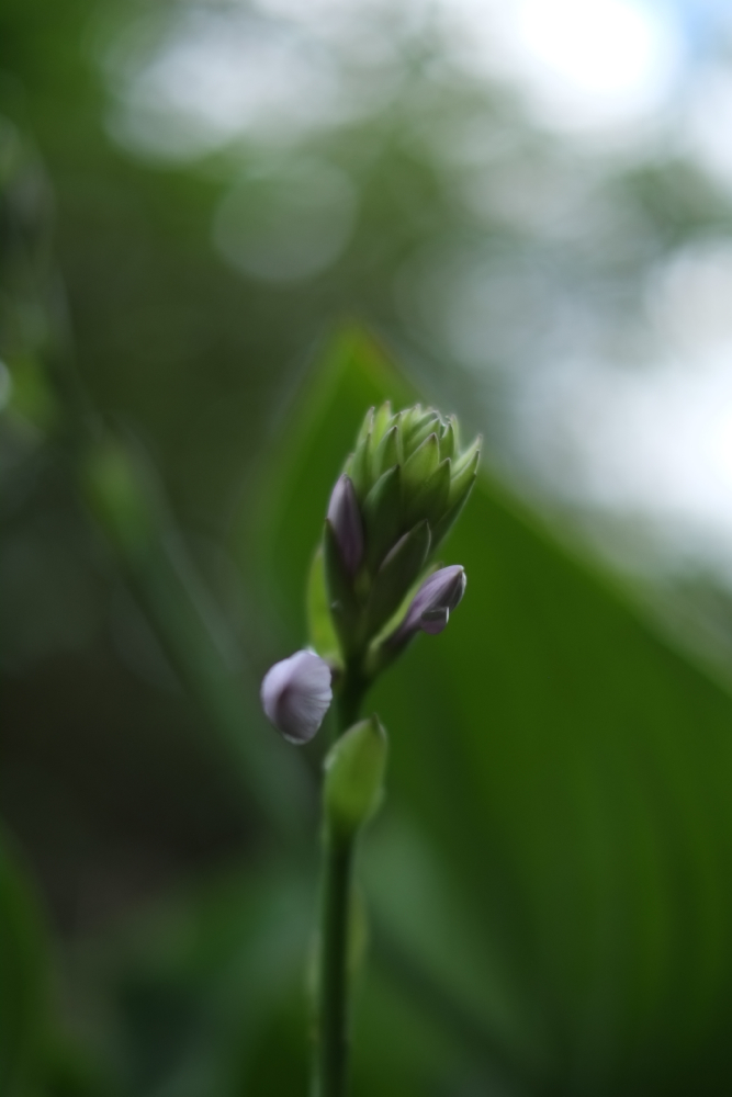 f:id:elmikamino:20140808115737j:image:h500