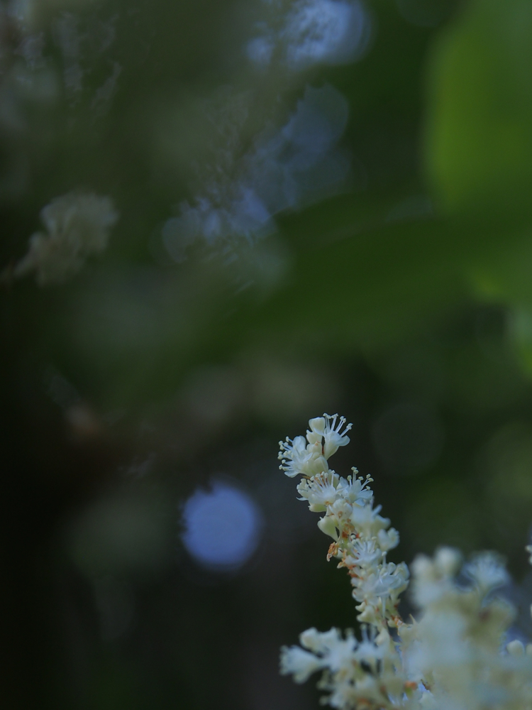 f:id:elmikamino:20140816103731j:image:h500