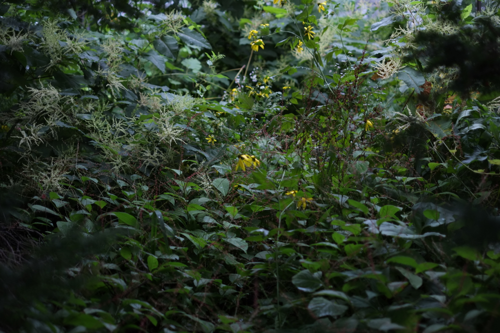 f:id:elmikamino:20140820090101j:image:w500