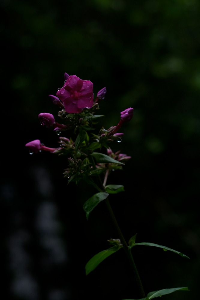 f:id:elmikamino:20140820090521j:image:h500
