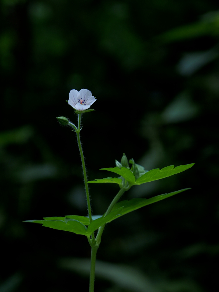 f:id:elmikamino:20140821130316j:image:h500