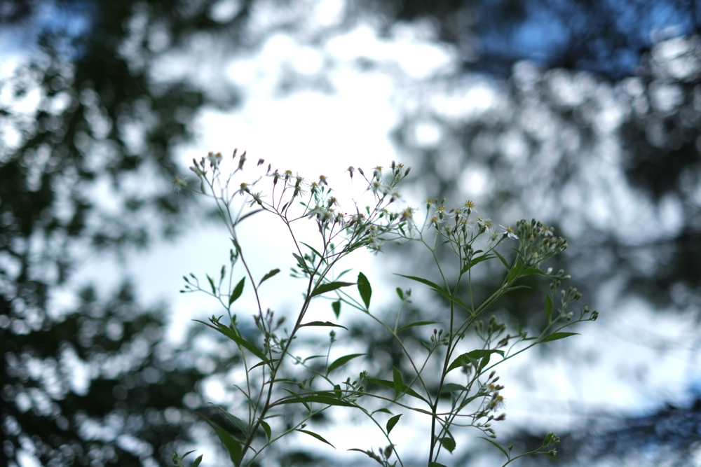 f:id:elmikamino:20140827103512j:image:w500