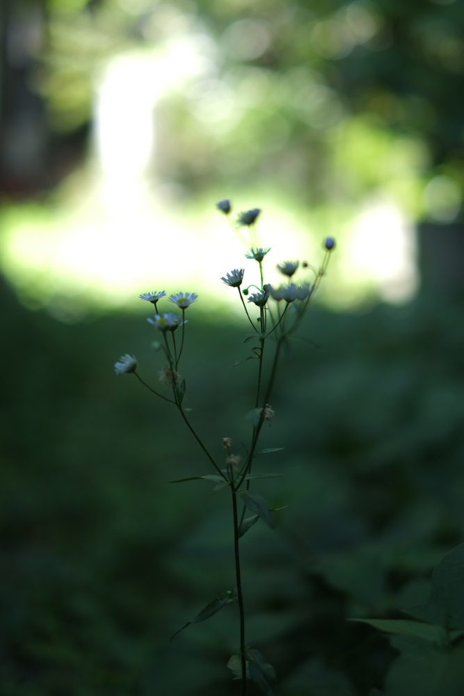 f:id:elmikamino:20140829092922j:image:h500