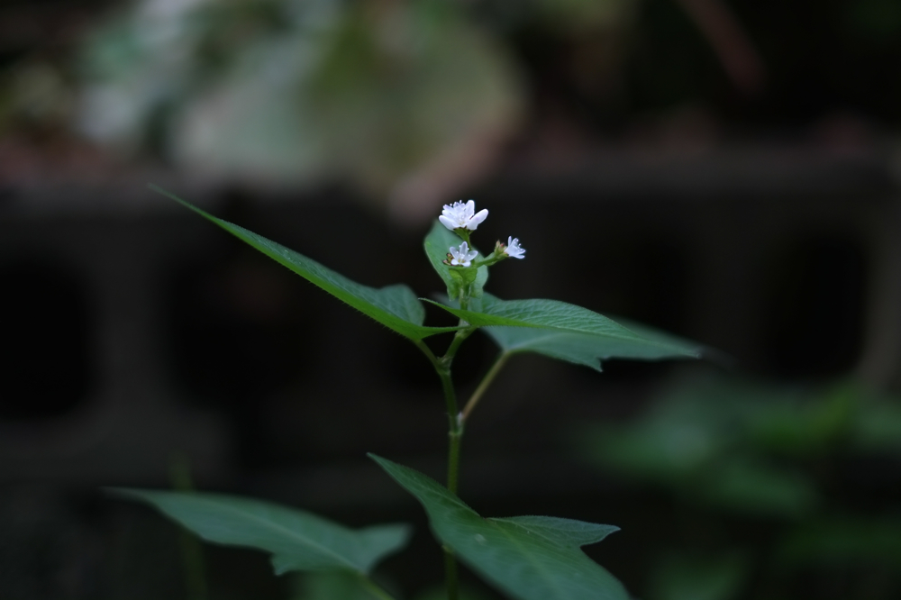 f:id:elmikamino:20140905094252j:image:w500