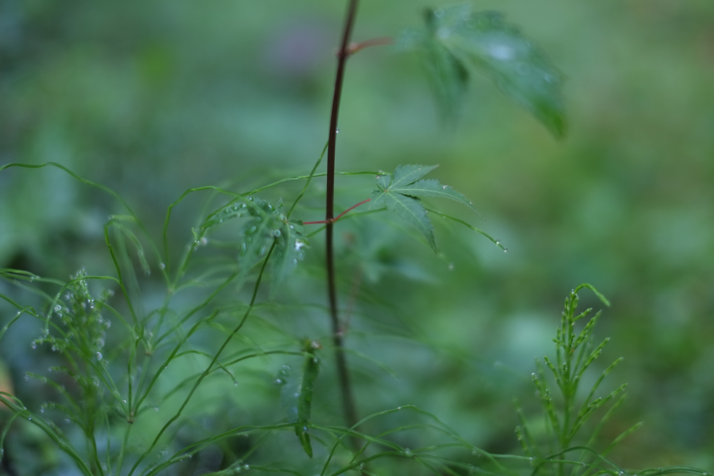 f:id:elmikamino:20140905094506j:image:w500