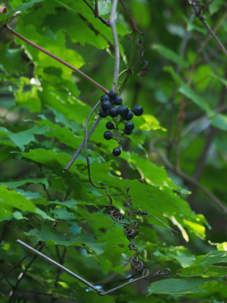 f:id:elmikamino:20140909123715j:image:h500