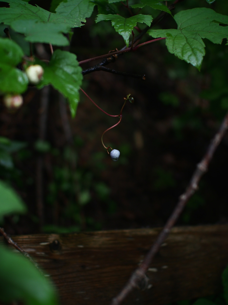 f:id:elmikamino:20140911100901j:image:h500