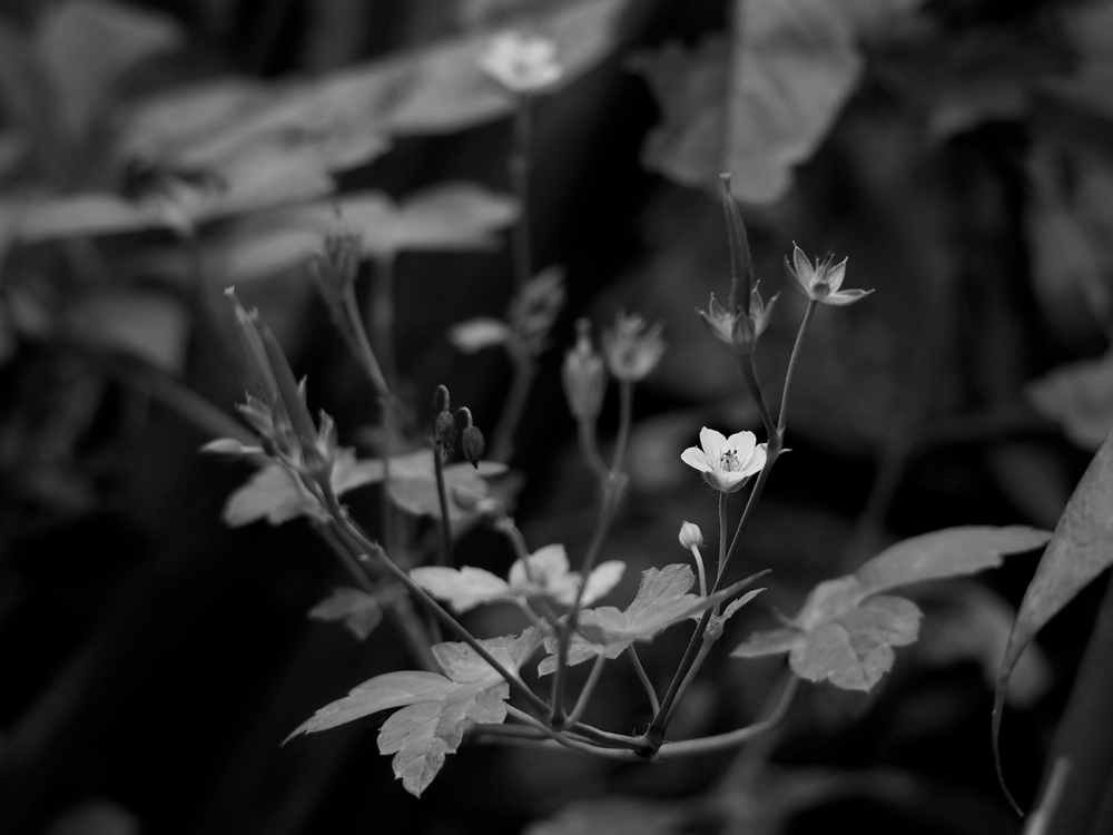 f:id:elmikamino:20140915112040j:image:w500