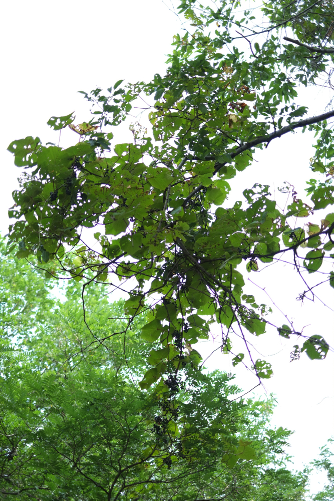 f:id:elmikamino:20140915121415j:image:h500