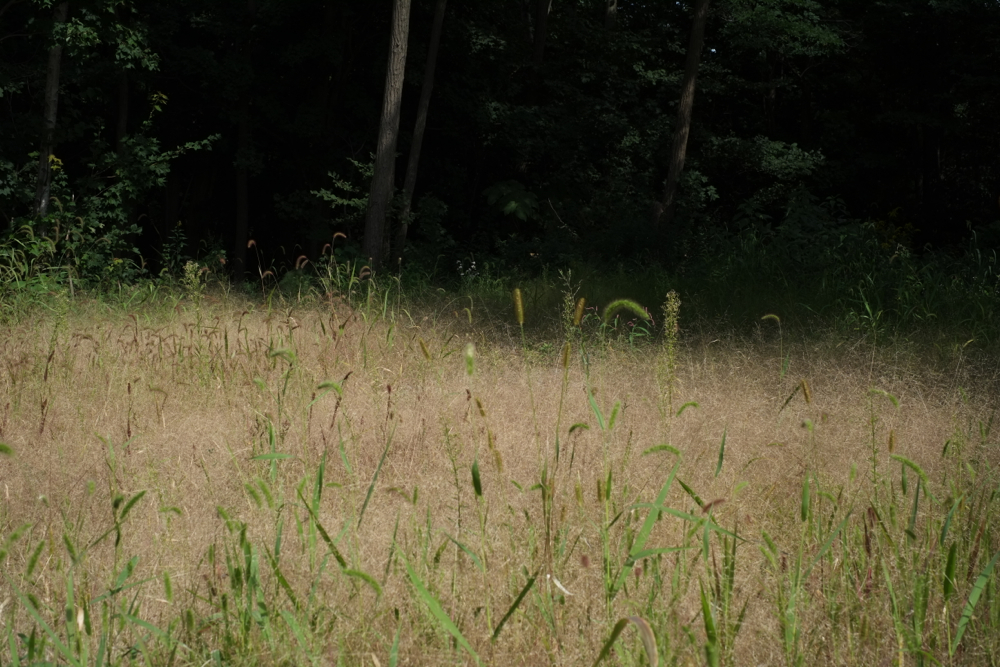 f:id:elmikamino:20140915121729j:image:w500