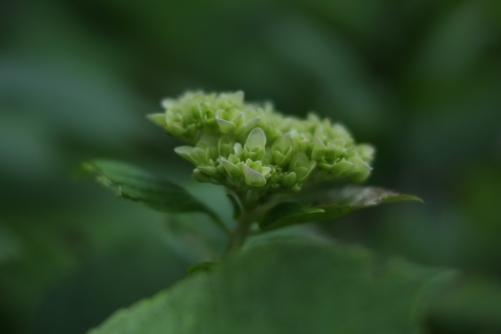 f:id:elmikamino:20140923104734j:image:w500