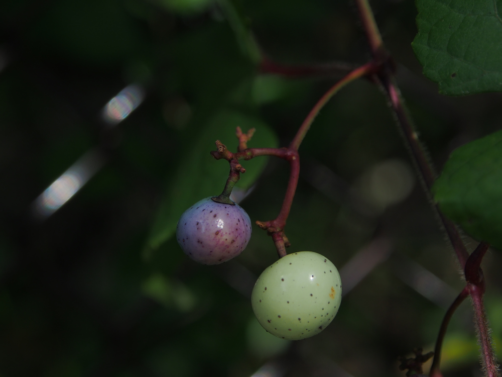 f:id:elmikamino:20140926090516j:image:w500