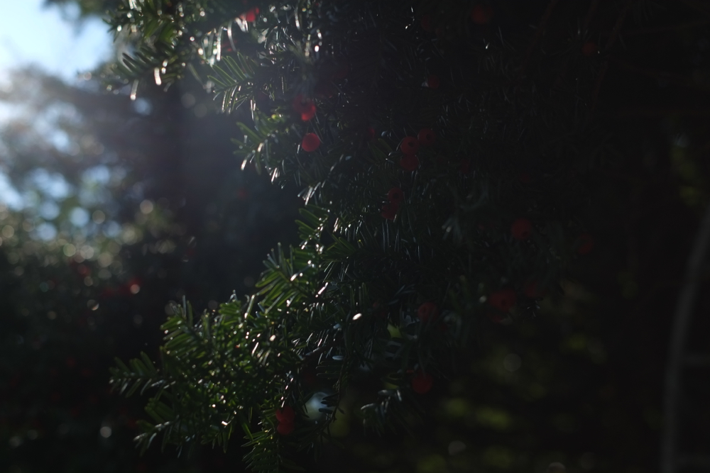 f:id:elmikamino:20141009101103j:image:w500
