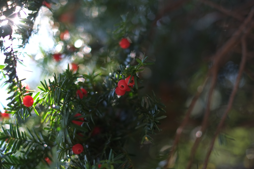 f:id:elmikamino:20141009101139j:image:w500