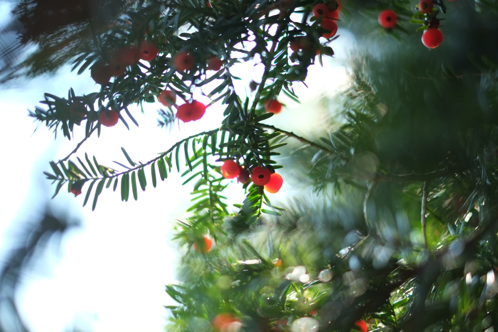 f:id:elmikamino:20141009101317j:image:w500