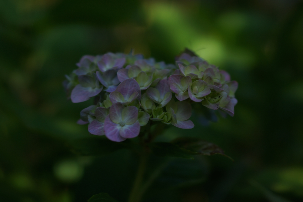 f:id:elmikamino:20141012095758j:image:w500