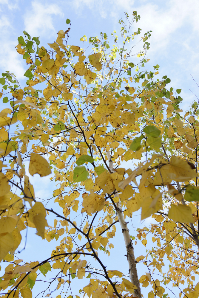f:id:elmikamino:20141016085831j:image:h500