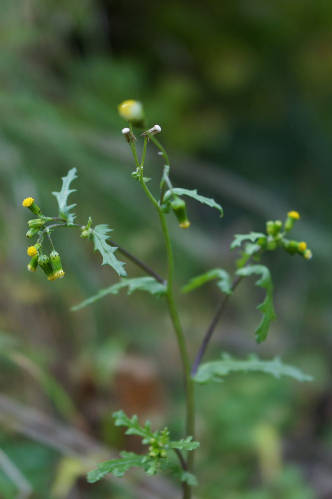 f:id:elmikamino:20141016095303j:image:h500