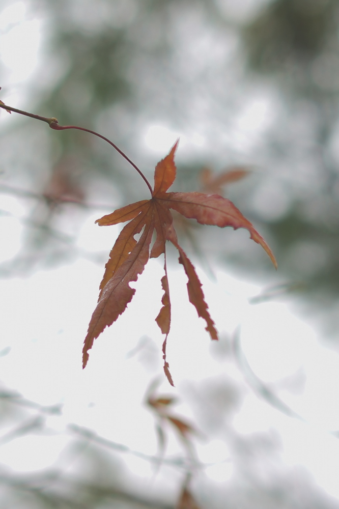f:id:elmikamino:20141102084756j:image:h500